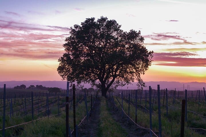 Self-Guided Calaveras Wine Tour: Audio Driving Tour of Murphys Wineries