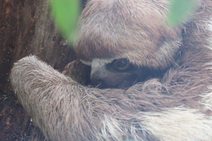 Ecuadorian Amazon Wildlife Tour: 4-Day Cuyabeno Reserve Experience