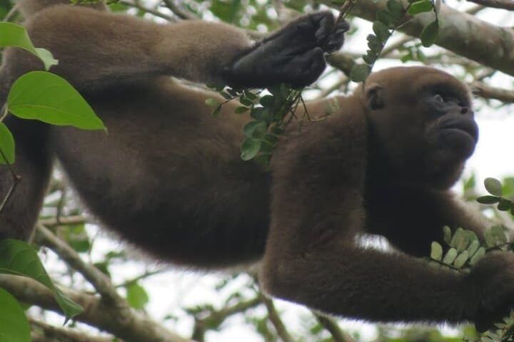 Ecuadorian Amazon Wildlife Tour: 4-Day Cuyabeno Reserve Experience photo 3