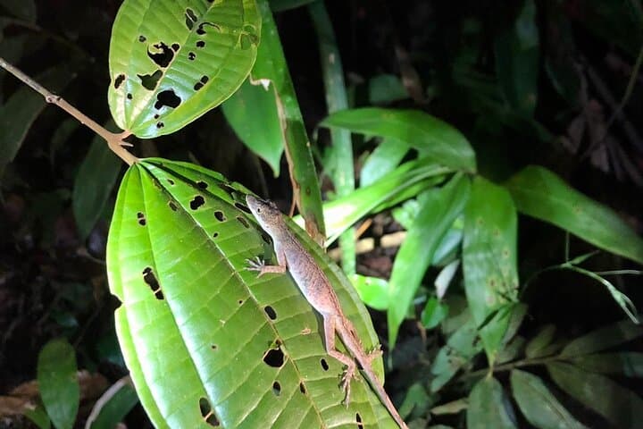 Ecuadorian Amazon Wildlife Tour: 4-Day Cuyabeno Reserve Experience photo 4
