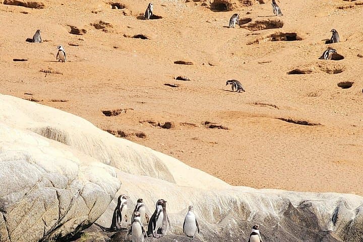Mantagua Wetland & Cachagua Island Penguins — Day Birdwatching from Valparaíso photo 2