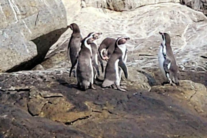 Mantagua Wetland & Cachagua Island Penguins — Day Birdwatching from Valparaíso photo 3