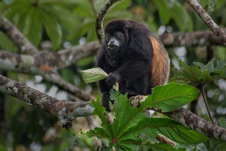 Monteverde Cloud Forest Natural History Walk — Birding & Hummingbird Experience photo 2