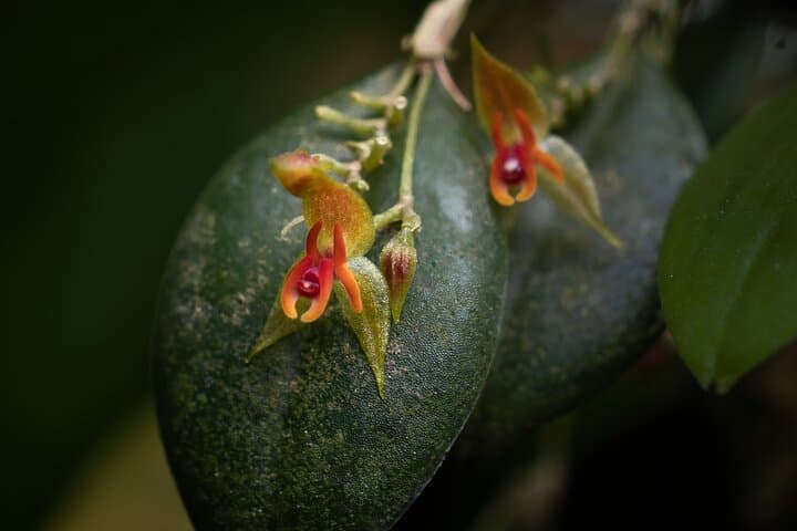 Monteverde Cloud Forest Natural History Walk — Birding & Hummingbird Experience photo 3