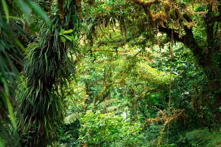 Monteverde Cloud Forest Natural History Walk — Birding & Hummingbird Experience photo 4