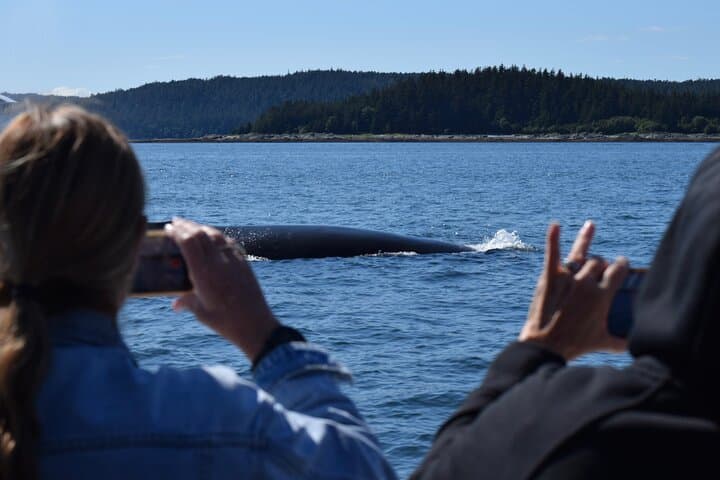 Juneau Whale-Watching: 3.5-Hour Small-Group Catamaran Tour photo 6