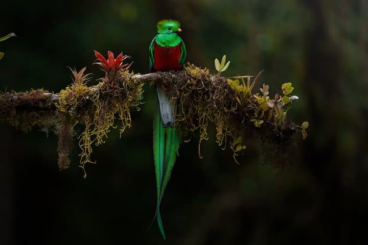 Birding the Monteverde Cloud Forest: Guided Half-Day in Curi Cancha Reserve