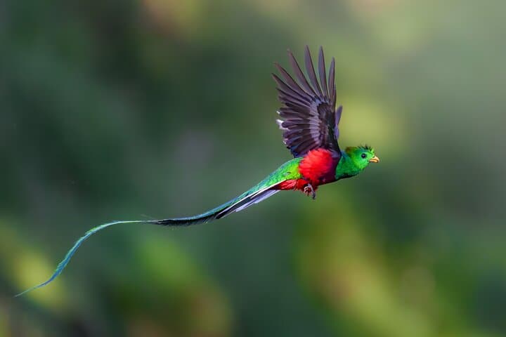 Birding the Monteverde Cloud Forest: Guided Half-Day in Curi Cancha Reserve photo 5