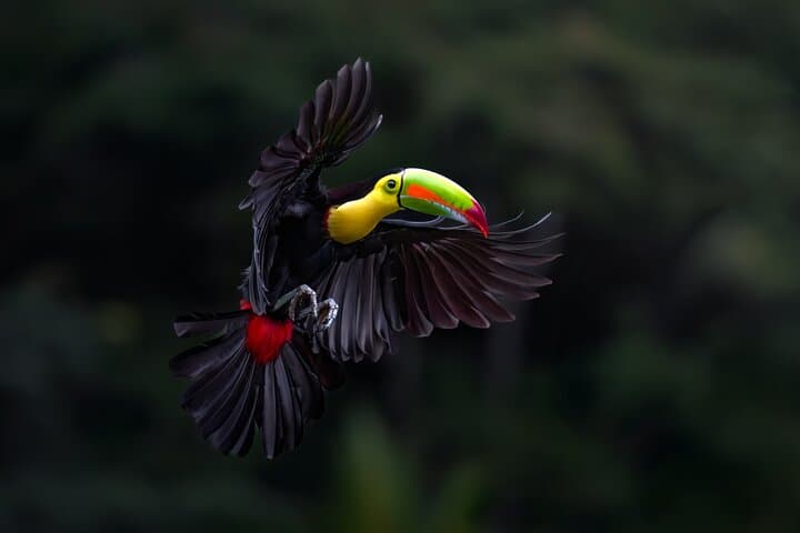 Birding the Monteverde Cloud Forest: Guided Half-Day in Curi Cancha Reserve photo 3