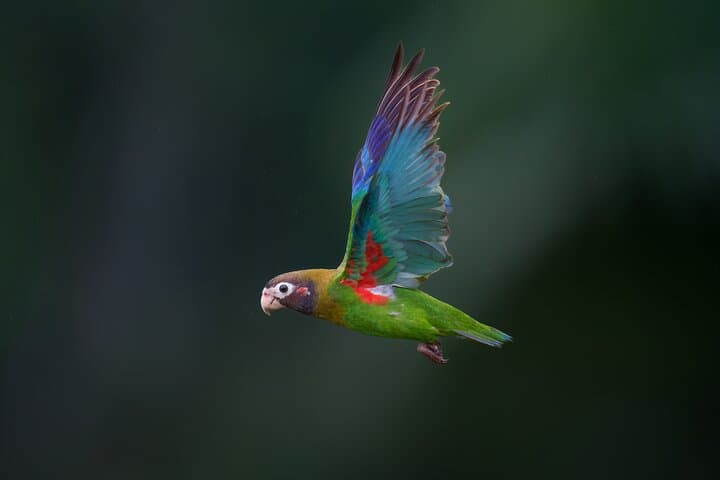 Birding the Monteverde Cloud Forest: Guided Half-Day in Curi Cancha Reserve photo 6