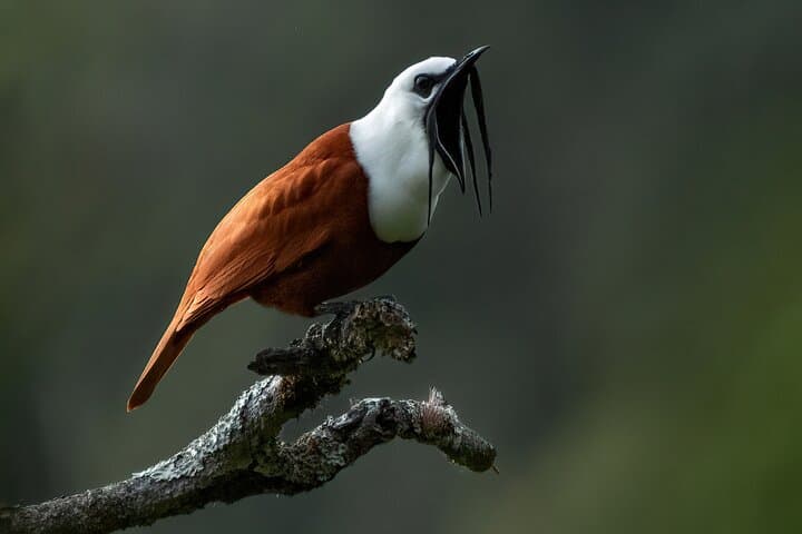 Birding the Monteverde Cloud Forest: Guided Half-Day in Curi Cancha Reserve photo 2
