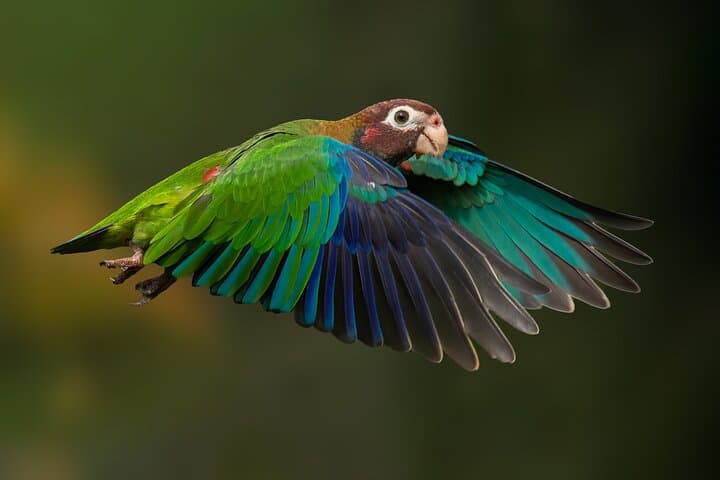 Birding the Monteverde Cloud Forest: Guided Half-Day in Curi Cancha Reserve photo 4