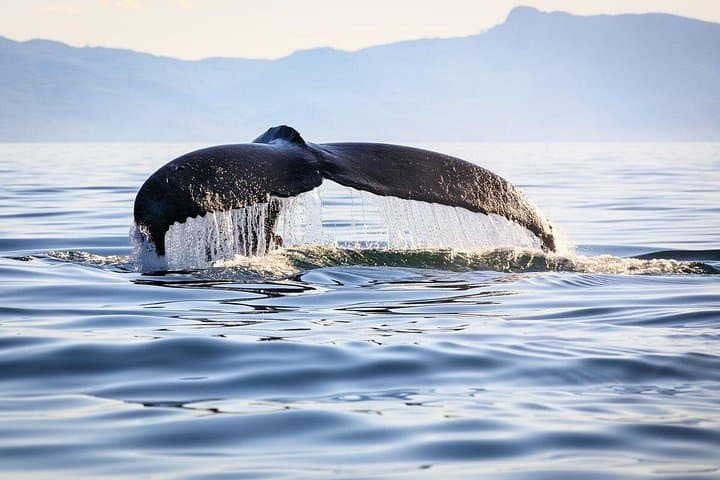 Samaná Bay Whale Watching and Cayo Levantado (Bacardi Island) — Full-Day Wildlife & Beach Excursion photo 4