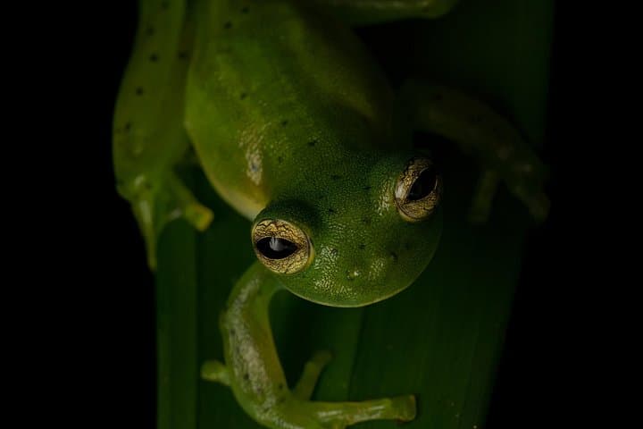 Monteverde Night Walk: Discover Nocturnal Wildlife on a Guided Night Tour photo 5