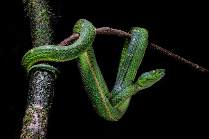 Monteverde Night Walk: Discover Nocturnal Wildlife on a Guided Night Tour photo 2