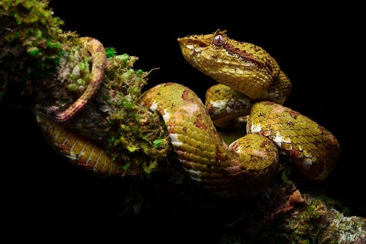 Monteverde Night Walk: Discover Nocturnal Wildlife on a Guided Night Tour photo 4