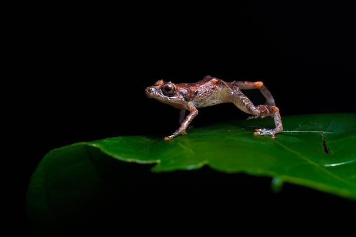 Monteverde Night Walk: Discover Nocturnal Wildlife on a Guided Night Tour photo 6