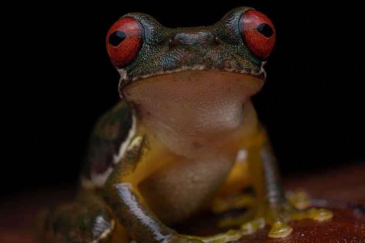 Monteverde Night Walk: Discover Nocturnal Wildlife on a Guided Night Tour