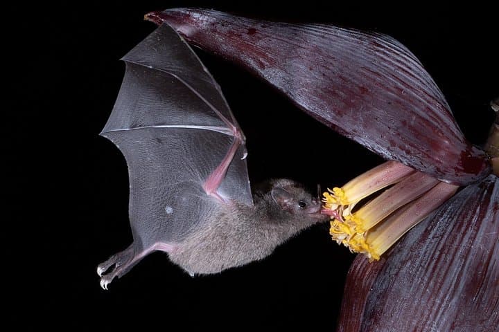 Monteverde Night Walk: Discover Nocturnal Wildlife on a Guided Night Tour photo 3