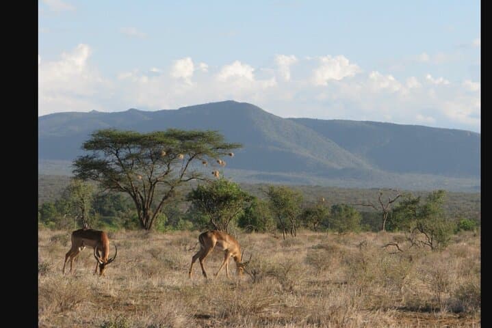 Nairobi National Park Layover: Private Stopover Tour with Kazuri Bead Workshop photo 4