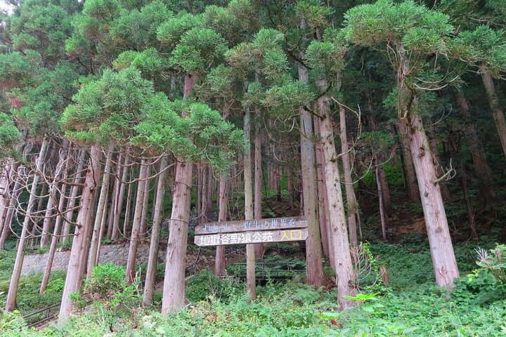 Winter Snow Monkey Viewing and Obuse Cultural Day Trip from Nagano photo 6