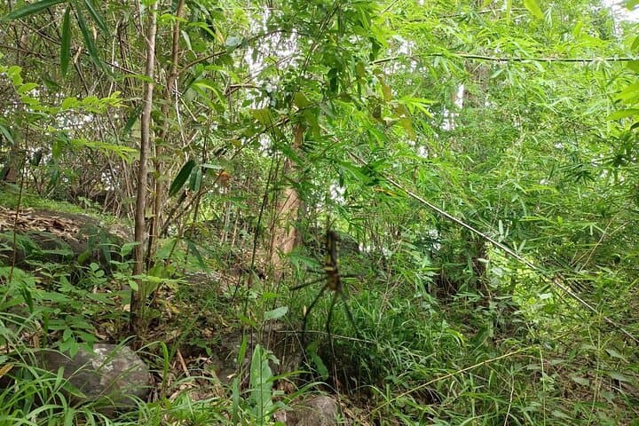 Kirirom National Park Day Hike: Pine Forest Trails, Waterfalls & Cardamom Views photo 3
