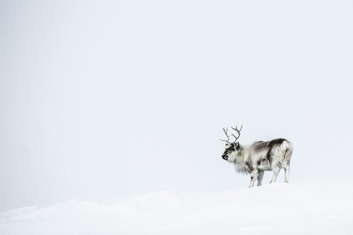 Photographic Expedition to Pyramiden: Svalbard’s Abandoned Soviet Mining Town photo 3