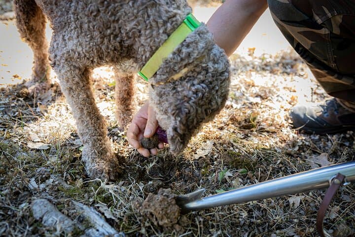 Tuscan Truffle Hunt and Hands-On Cooking Class near San Gimignano photo 2