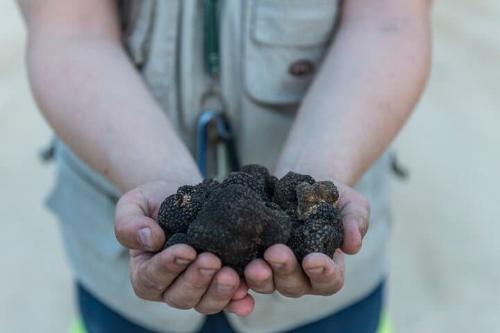 Tuscan Truffle Hunt and Hands-On Cooking Class near San Gimignano