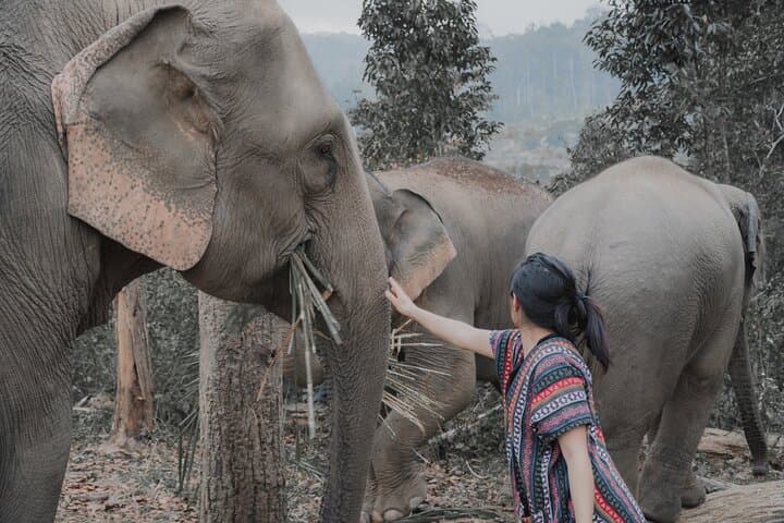 Mae Wang Elephant Sanctuary, Waterfall & Bamboo Rafting Day Trip from Chiang Mai photo 3
