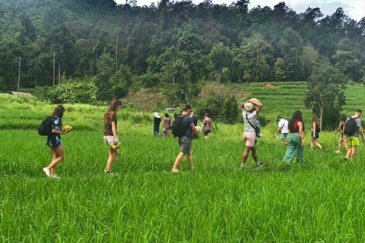 Mae Wang Elephant Sanctuary, Waterfall & Bamboo Rafting Day Trip from Chiang Mai photo 6