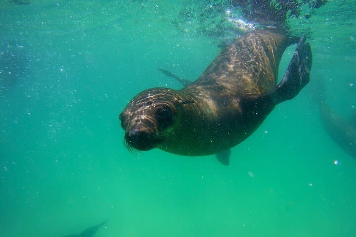 Up-Close with Cape Fur Seals: Robberg Boat Trip from Plettenberg Bay