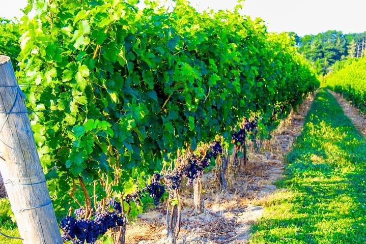 Private Half-Day Niagara-on-the-Lake Wine Tour from St. Catharines