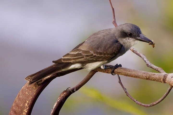 Private Bird-Watching Tour in St Lucia: Rainforest Trails & Shoreline Birds