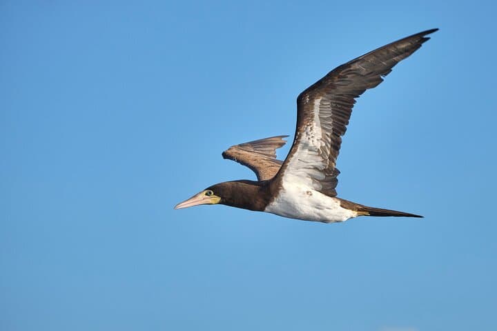 Private Bird-Watching Tour in St Lucia: Rainforest Trails & Shoreline Birds photo 2