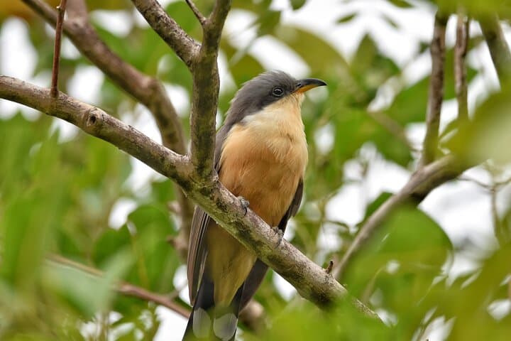 Private Bird-Watching Tour in St Lucia: Rainforest Trails & Shoreline Birds photo 5