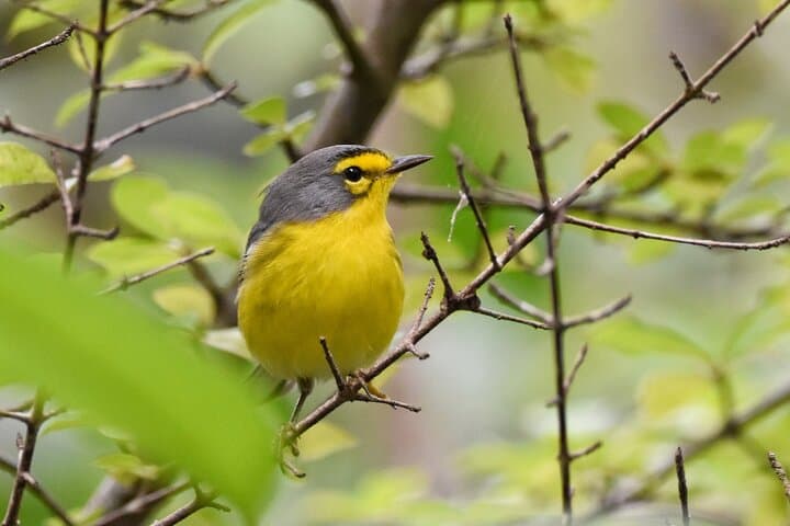 Private Bird-Watching Tour in St Lucia: Rainforest Trails & Shoreline Birds photo 6