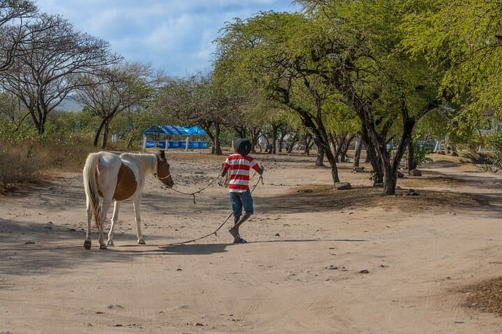 Private Horseback Ride to Cas en Bas Beach — St Lucia Shore Excursion photo 2