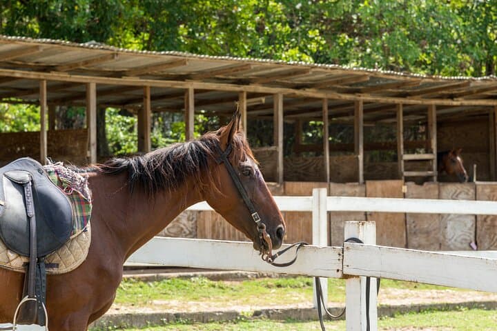 Private Horseback Ride to Cas en Bas Beach — St Lucia Shore Excursion photo 5