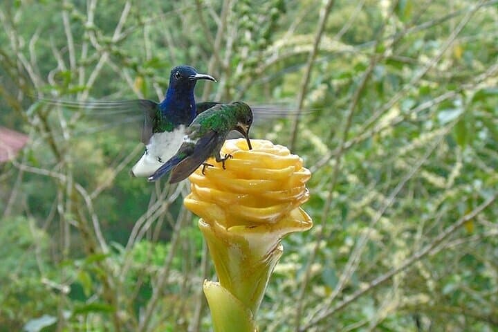 Mindo Cloud Forest Private Day Tour — Hummingbirds, Waterfalls & Chocolate