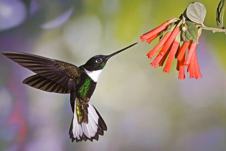 Mindo Cloud Forest Private Day Tour — Hummingbirds, Waterfalls & Chocolate photo 3