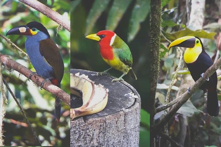 Mindo Cloud Forest Private Day Tour — Hummingbirds, Waterfalls & Chocolate photo 4
