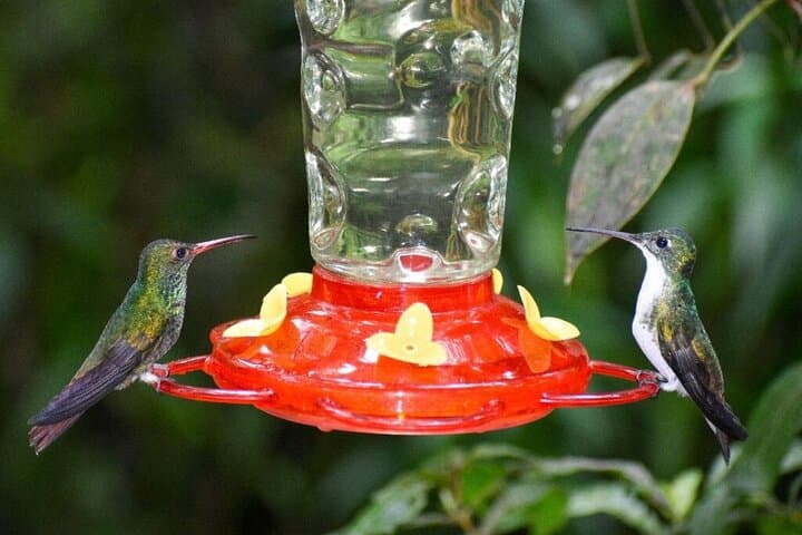 Mindo Cloud Forest Private Day Tour — Hummingbirds, Waterfalls & Chocolate photo 5