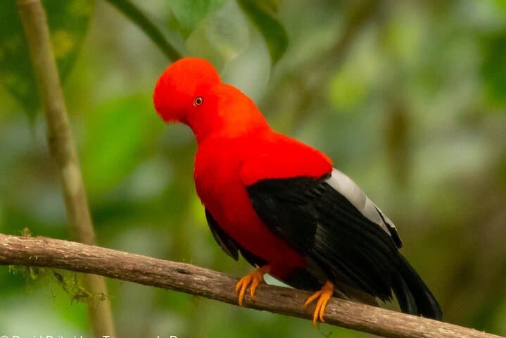Mindo Cloud Forest Private Day Tour — Hummingbirds, Waterfalls & Chocolate photo 6