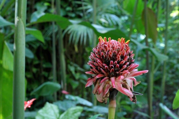 Private St Lucia Botanical Gardens & Diamond Falls Waterfall Tour — Soufrière Highlights photo 5