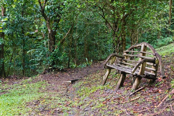 Private St Lucia Botanical Gardens & Diamond Falls Waterfall Tour — Soufrière Highlights photo 6
