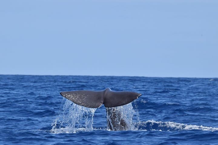 São Jorge Whale & Dolphin Watching — Guided Marine-Biology Tour in the Azores