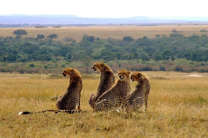 3-Day Masai Mara Safari: Big Five Game Drives, Mara River & Rift Valley Views photo 2