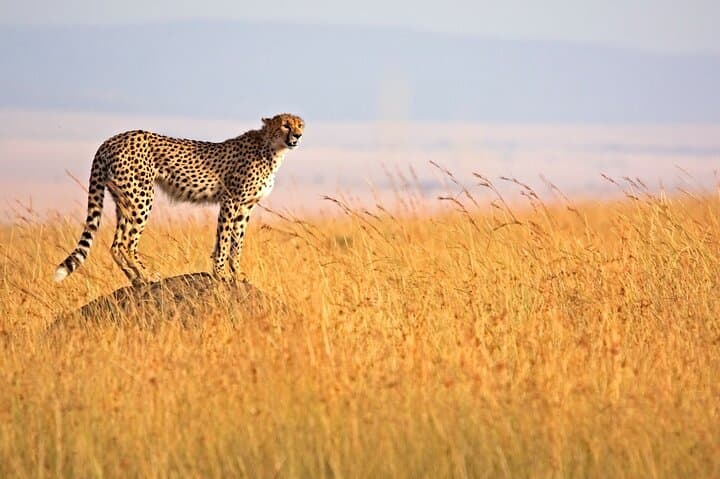 4-Day Maasai Mara & Lake Nakuru Safari — Big Five, Flamingos & Maasai Village photo 6