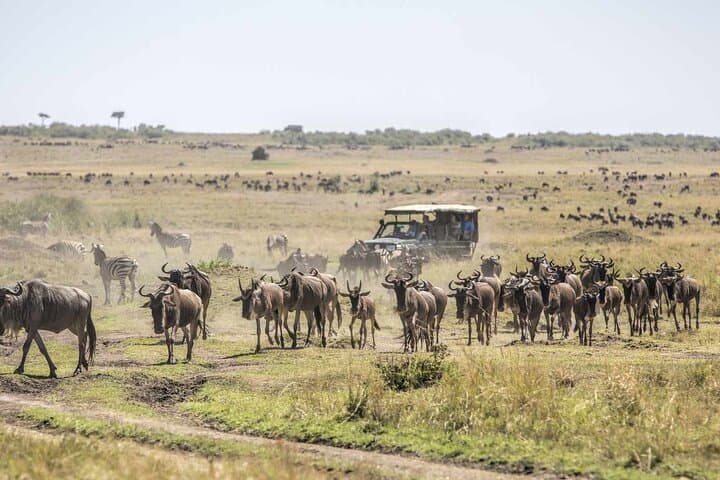 Private Overnight Maasai Mara Safari from Nairobi — 2-Day Wildlife Experience photo 2